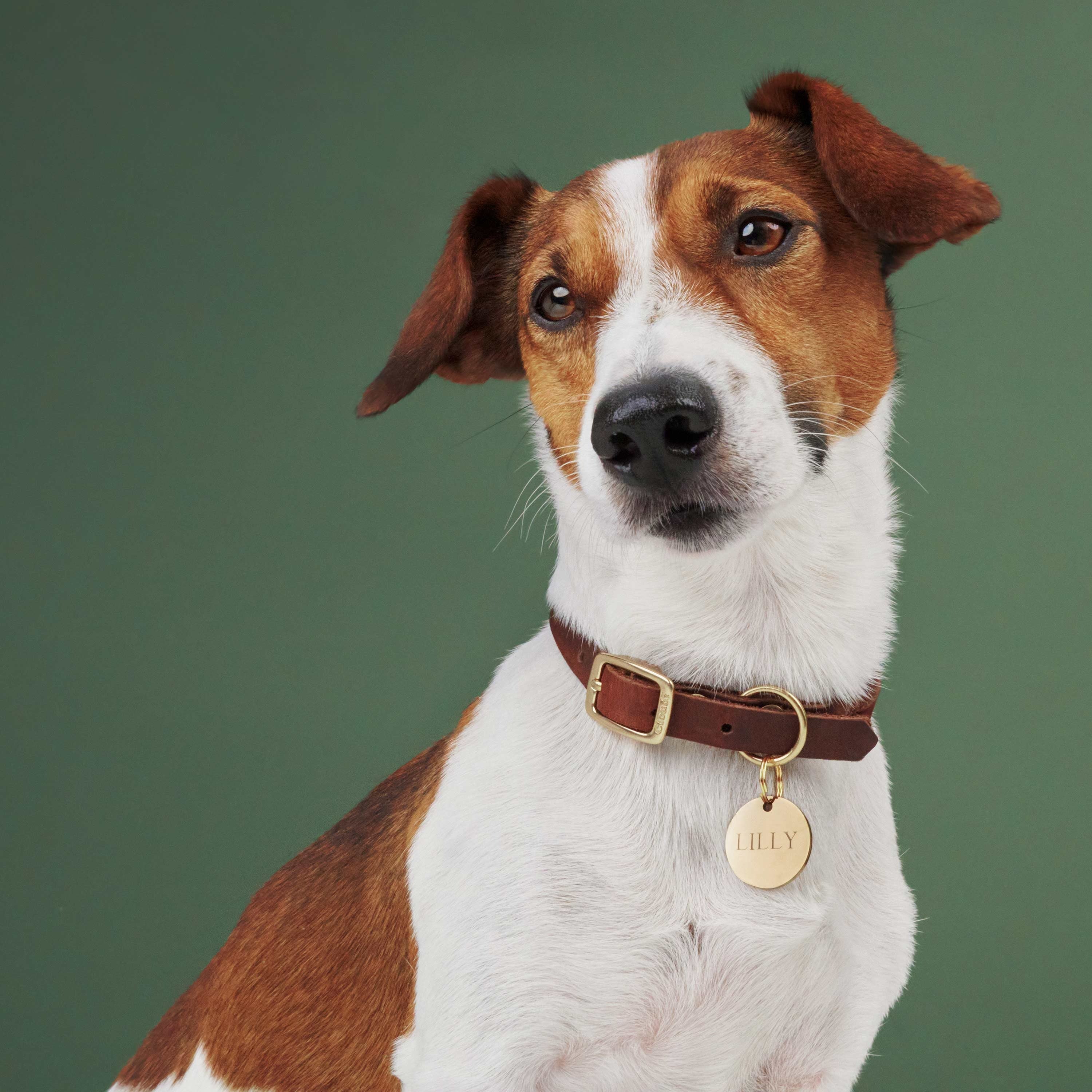 CLOUD7 – Hundehalsband Riverlino Camel Gold