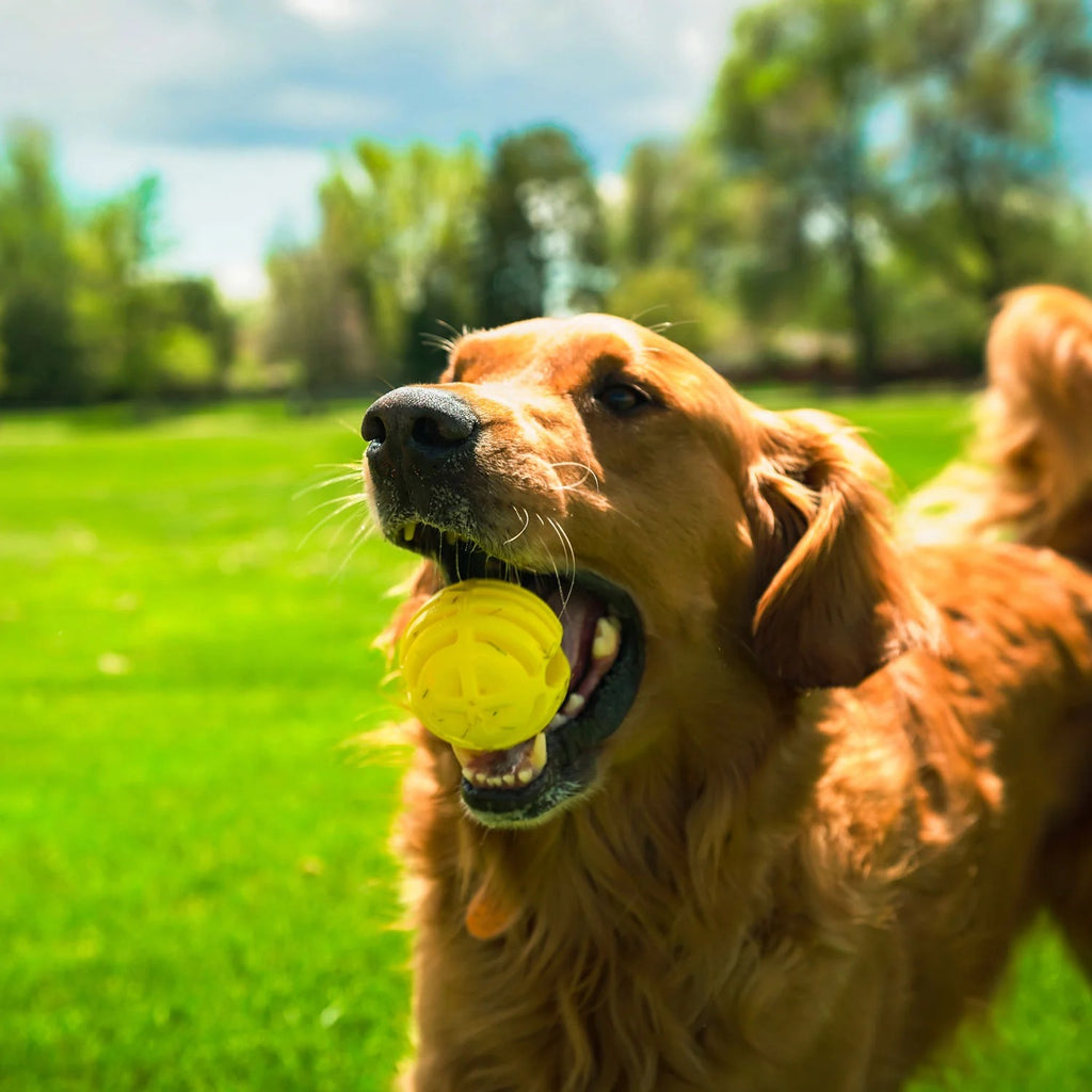 Hunter – Flingerz Ball