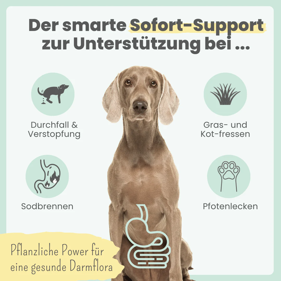 noms+ – Probio Belly Akut