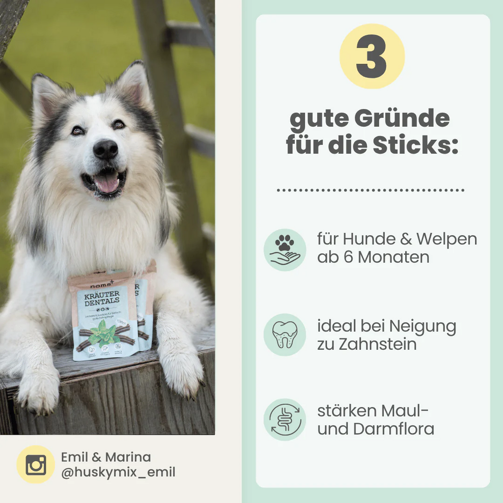 noms+ – Kräuter Dentals für Hunde