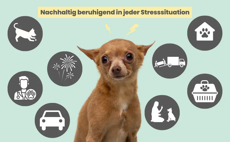 noms+ – Wohlfühlmix für Hunde & Katzen