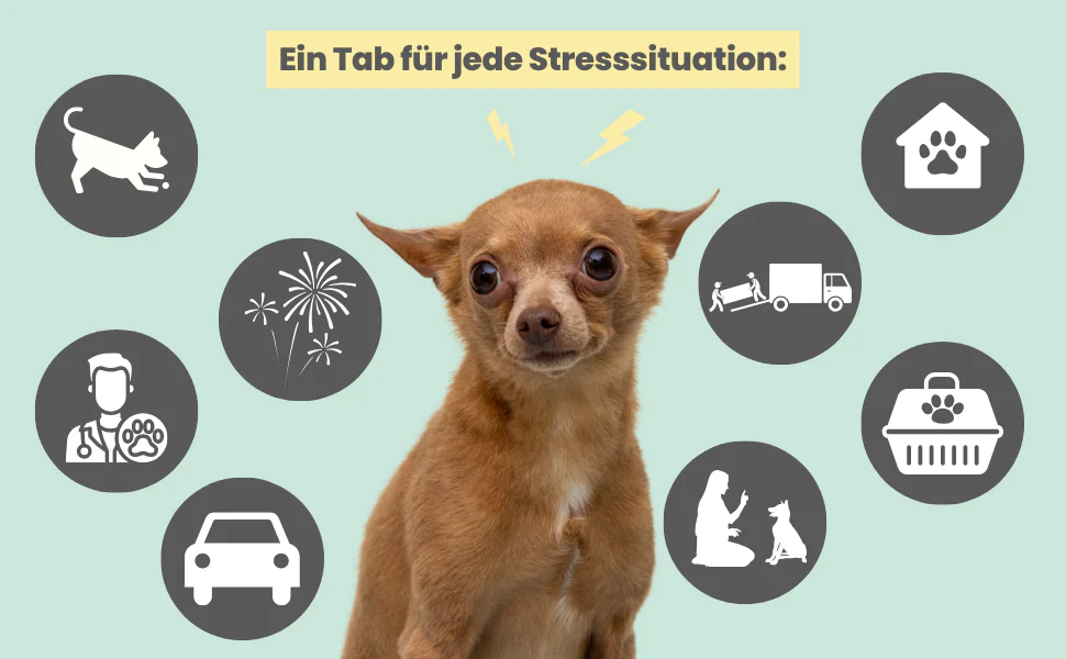 noms+ – Wohlfühltabs für Hunde bei Stress, Angst & Unruhe