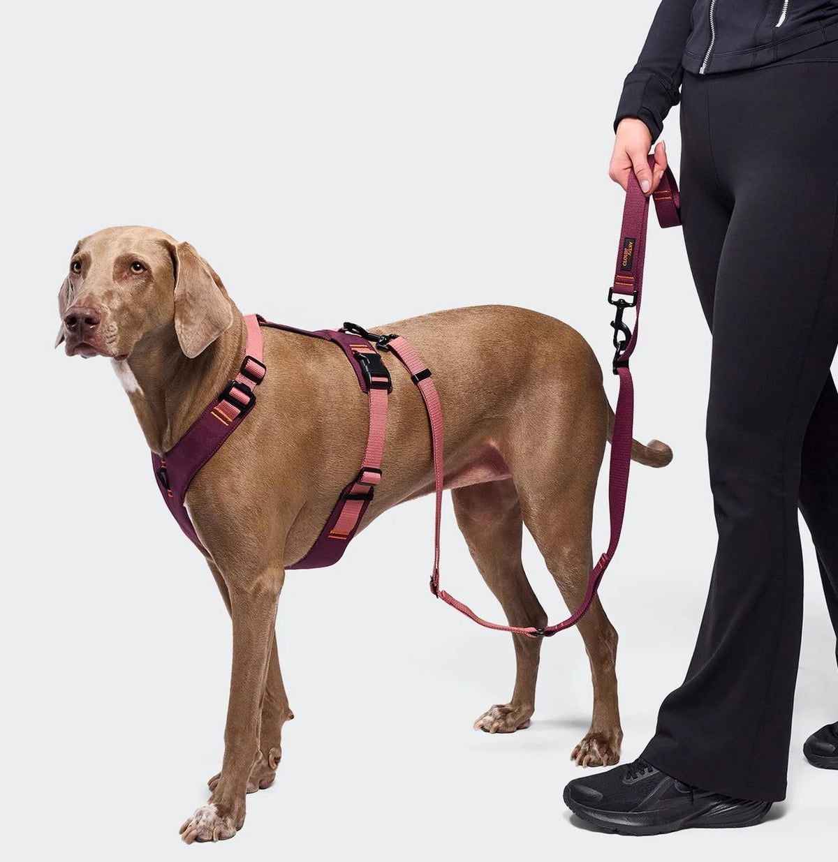 CLOUD7 - L-1 Freihandleine AKTIV