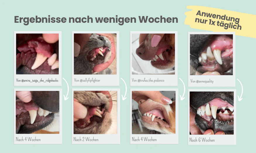 noms+ – Dental-Spray bei Zahnstein für Hunde & Katzen