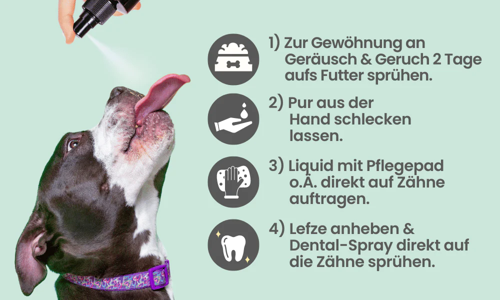 noms+ – Dental-Spray bei Zahnstein für Hunde & Katzen