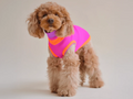 lumiies® – THE GLOW JUMPER 2.0 - Neon Hundepullover Electric Sunset