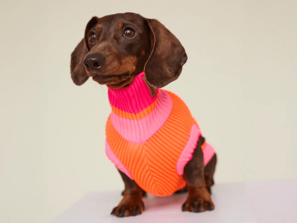 lumiies® – THE GLOW JUMPER 2.0 - Neon Hundepullover Sunny Tangerine