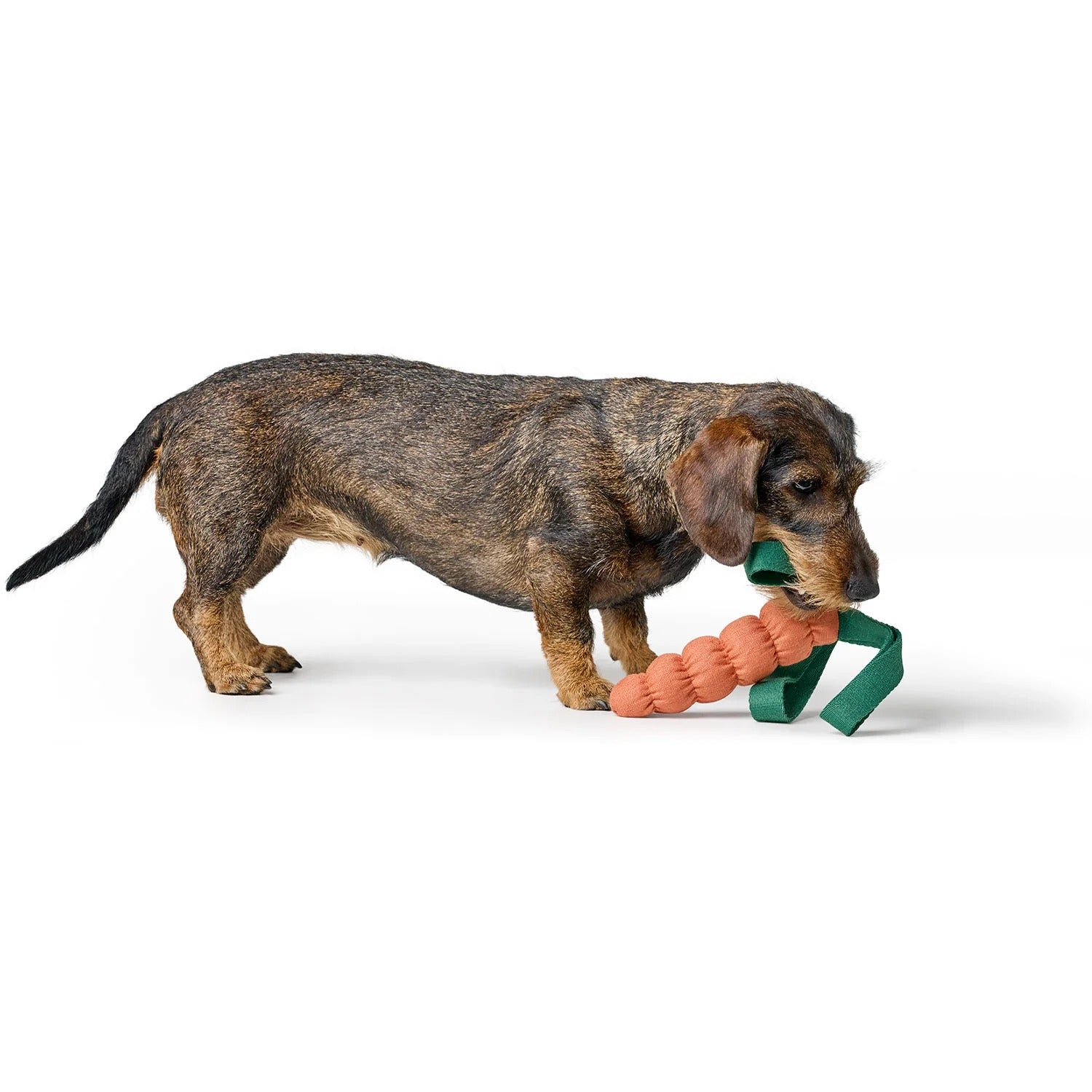 Hunter – Hundespielzeug Venice Karotte