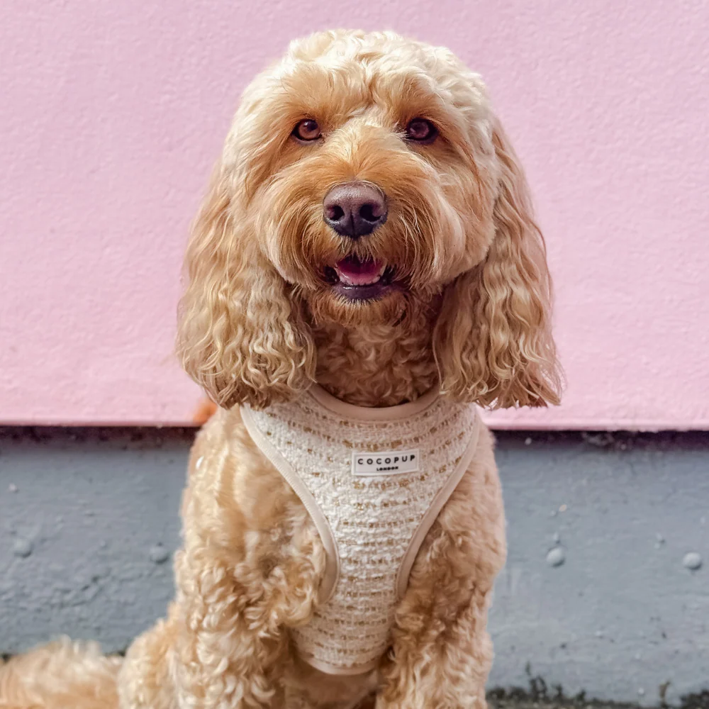 Cocopup – Vanilla Tweed Hundegeschirr mit verstellbarem Halsbereich